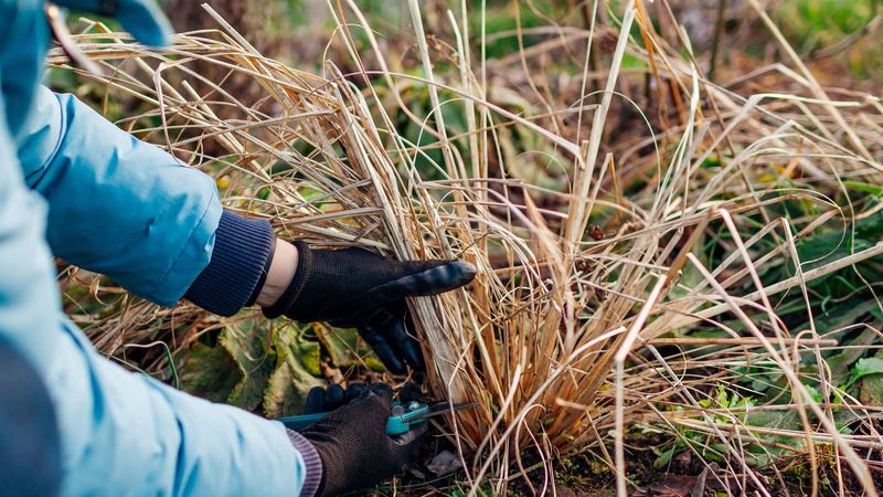 Clean Up Garden Beds