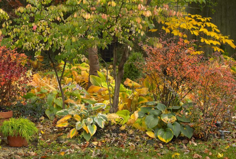 Clean Up Leaves After They Collapse
