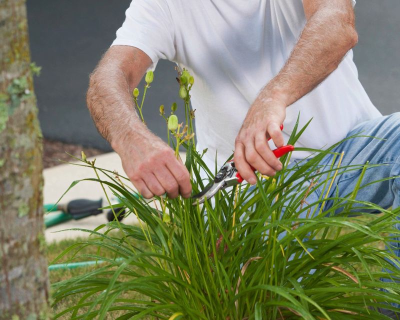 Clean Up Old Flower Stalks