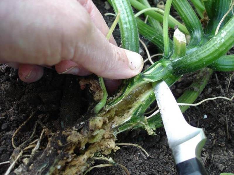 Clean Up Plants After The Final Harvest