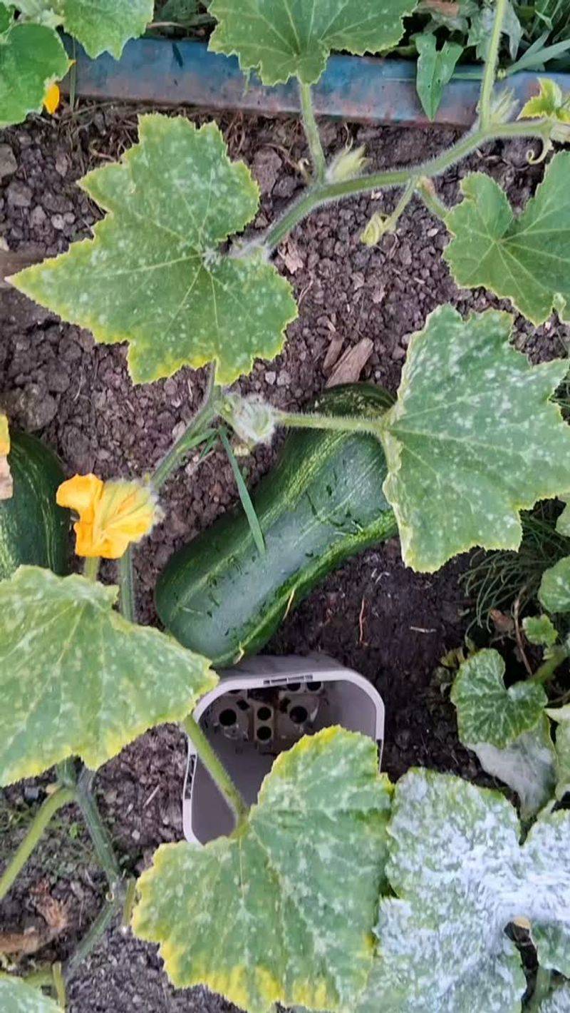 Clean Up Squash Vines After Harvest Clean Up Squash Vines After Harvest