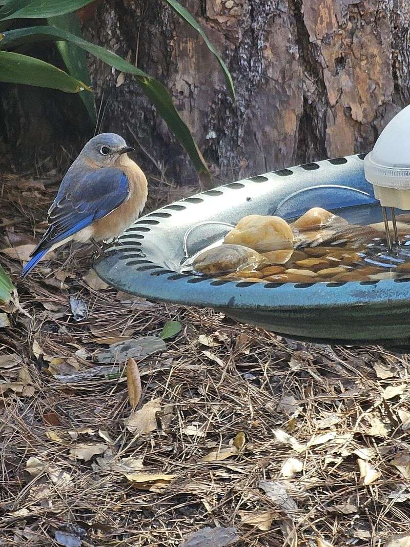 Clean Water Basins Birds Bathe In Daily