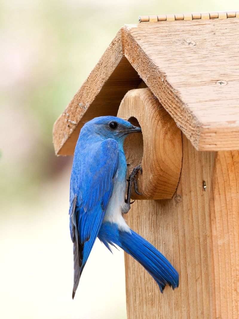 Cleaning Gives Birds A Fresh Start Next Spring