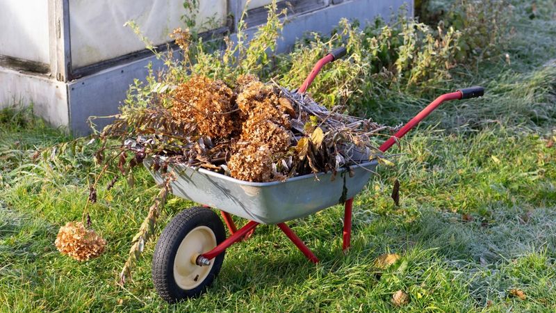 Cleaning Up Diseased Plant Debris Cleaning Up Diseased Plant Debris