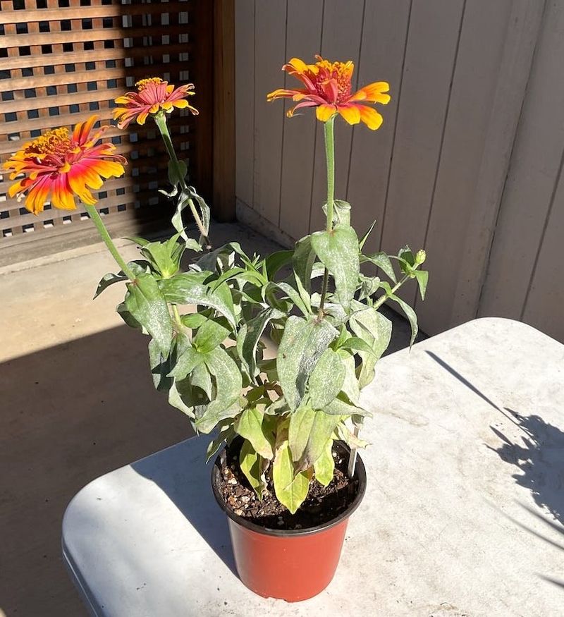 Cleanup Now Protects Next Year's Blooms