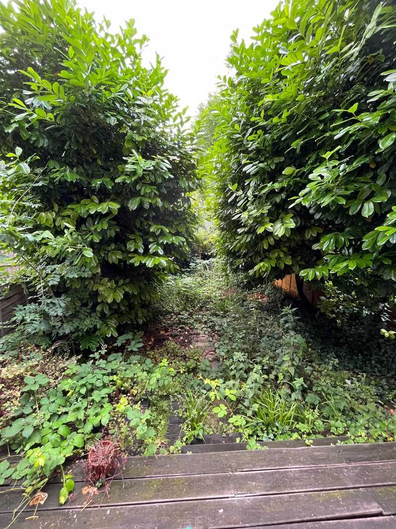 Clear Access Paths Around Overgrown Areas