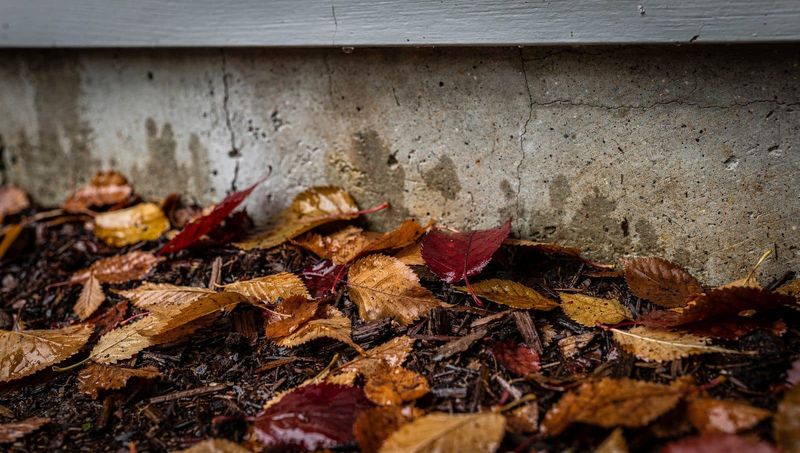 Clear Accumulated Leaves From Around Sheds And Outbuildings Clear Accumulated Leaves From Around Sheds And Outbuildings