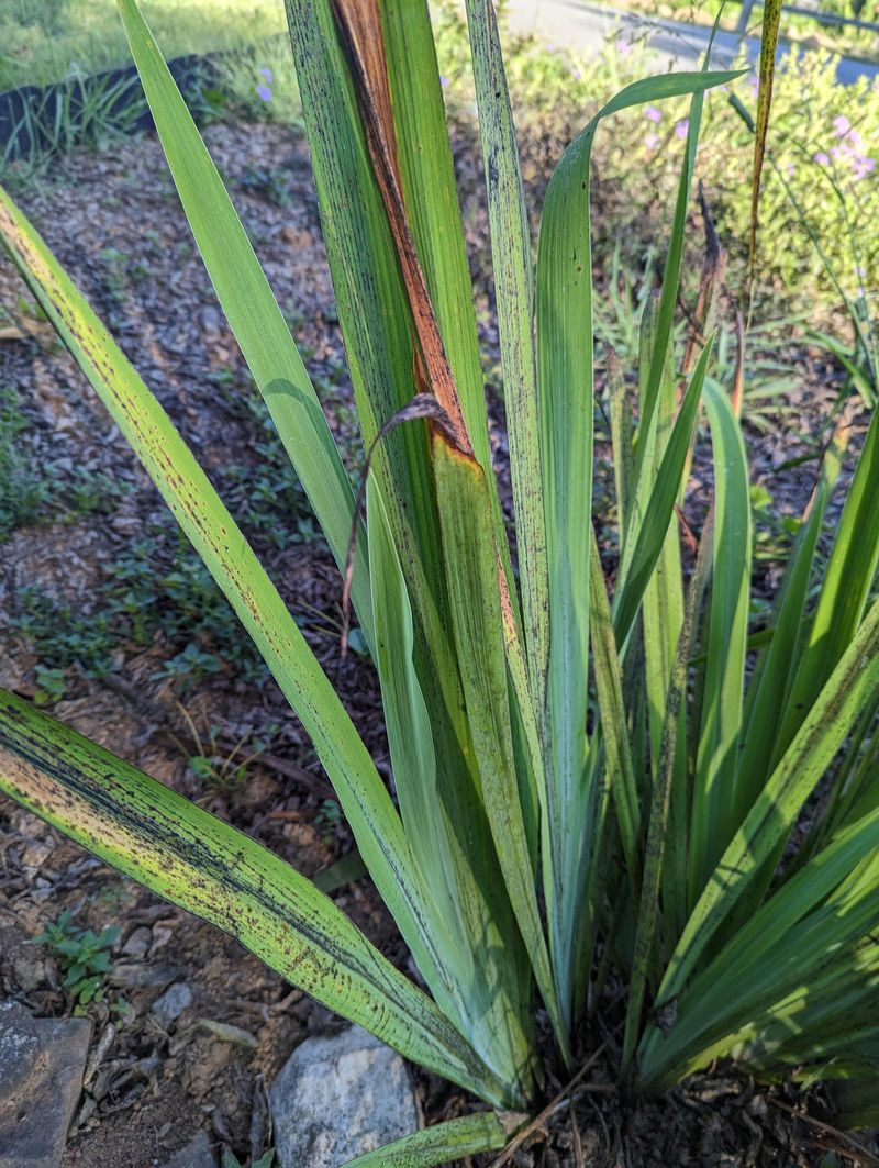 Clear Away Debris To Chase Off Sneaky Borers