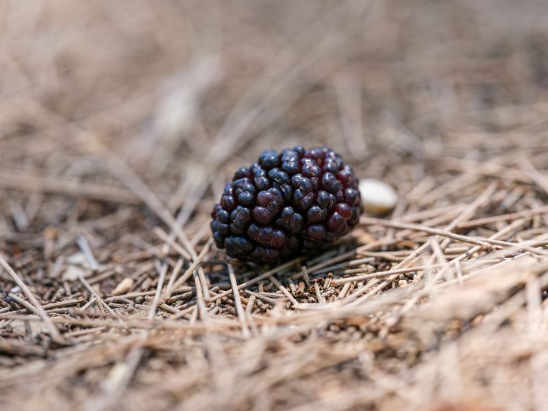 Clear Away Fallen Fruit And Old Debris