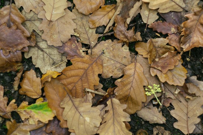 Clear Away Fallen Leaves And Debris Clear Away Fallen Leaves And Debris