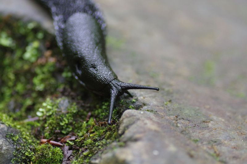 Clear Away Hiding Spots For Slugs And Snails Clear Away Hiding Spots For Slugs And Snails