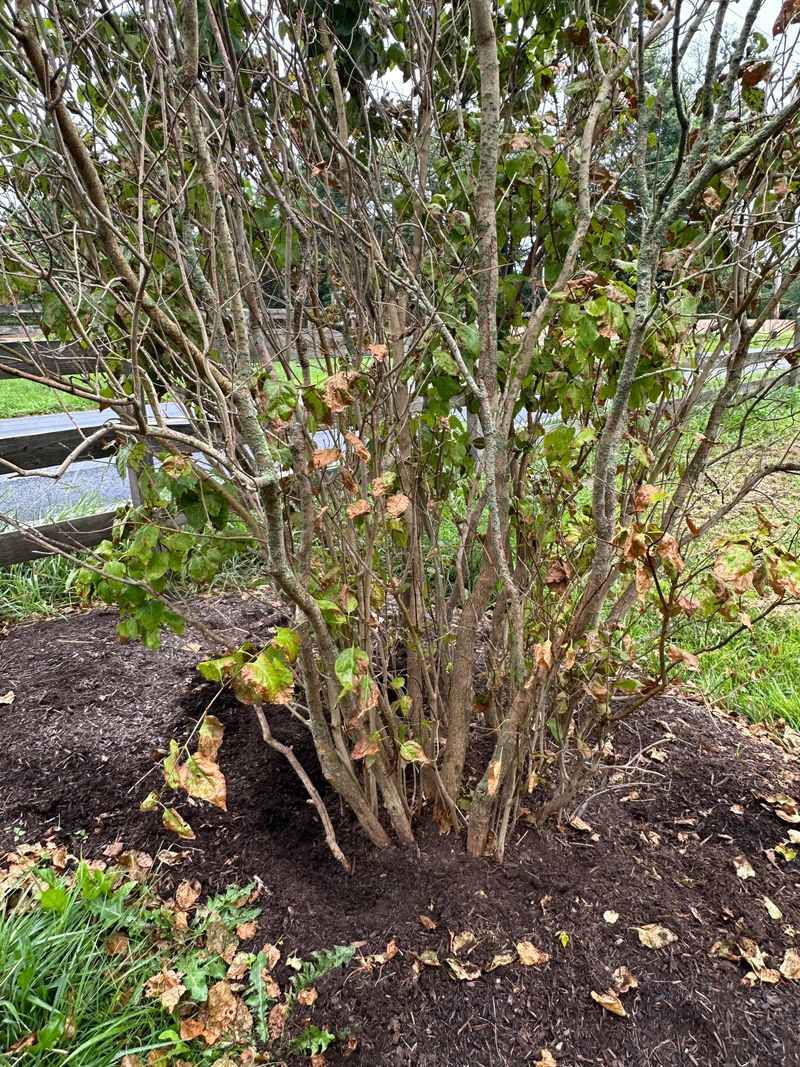 Clear Away Spent Foliage Around Your Lilac Before Winter