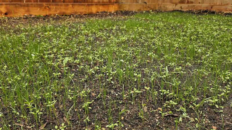 Clear Away Weeds Before Adding Seed
