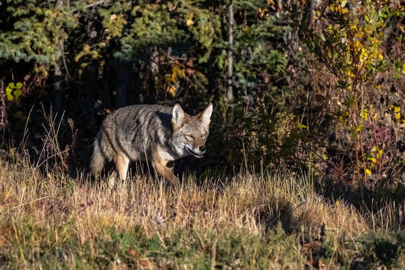 Clear Brush And Hiding Spots Around Your Property