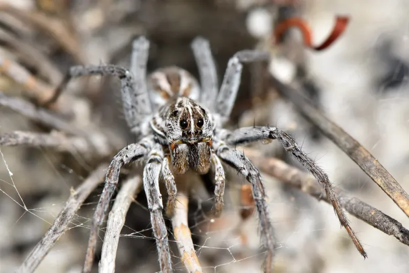 Clear Clutter Where Spiders Can Stay Hidden Clear Clutter Where Spiders Can Stay Hidden