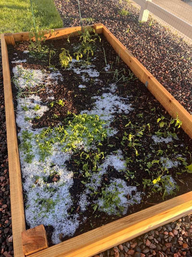 Clear Damaged Plant Material Quickly