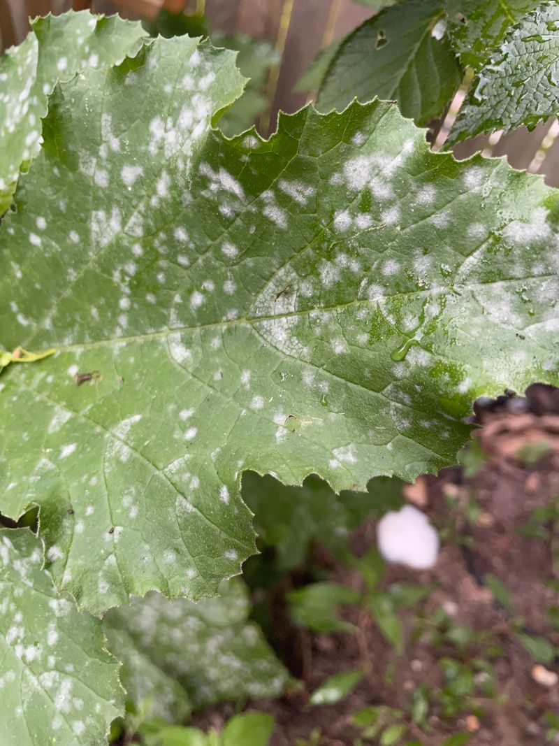 Clear Diseased Leaves Before Rain Arrives
