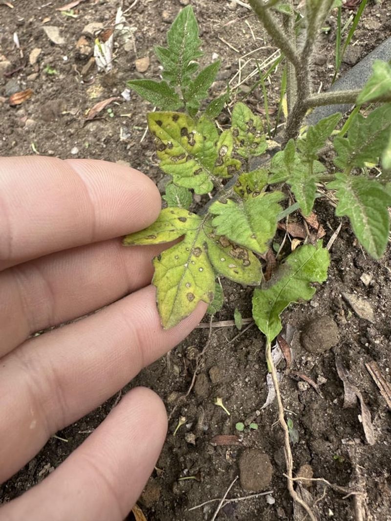 Clear Diseased Tomato Foliage From The Soil