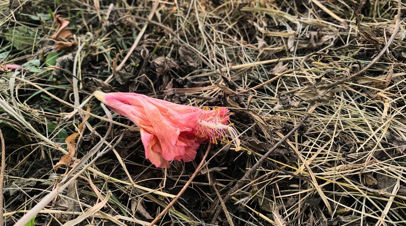Clear Fallen Buds Before Pests Build Up