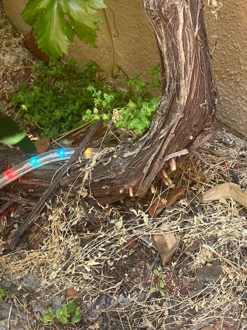 Clear Fallen Leaves And Debris Around The Base Of Vines