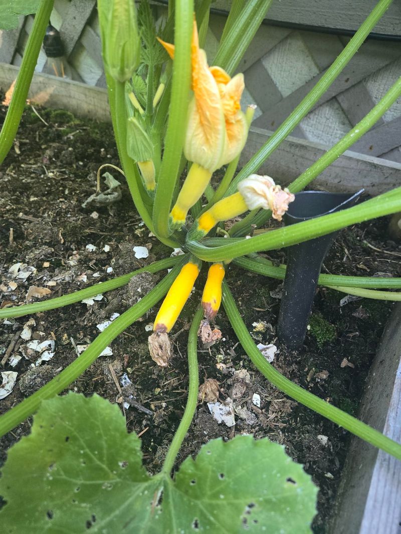 Clear Fallen Squash And Fruit