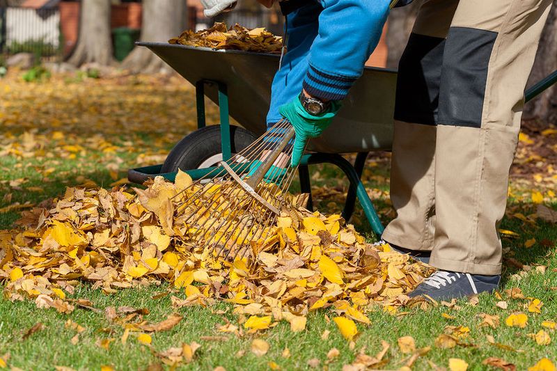 Clear Out Hiding Spots And Yard Clutter Clear Out Hiding Spots And Yard Clutter