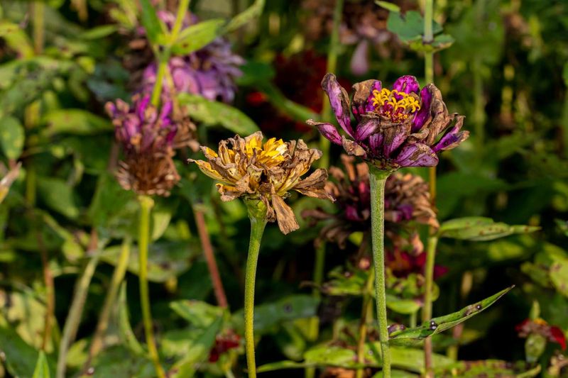 Clear Spent Annuals From Garden Beds