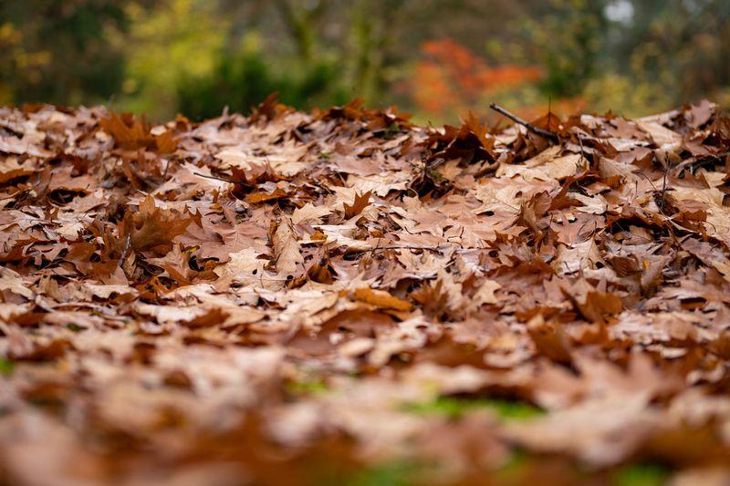 Clear The Leaves Before They Mat Clear The Leaves Before They Mat