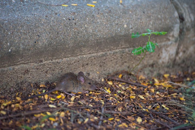 Clear Yard Clutter Before Cooler Nights Arrive Clear Yard Clutter Before Cooler Nights Arrive