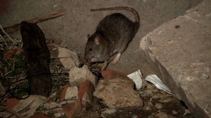 Clear Yard Clutter That Creates Rat Shelter