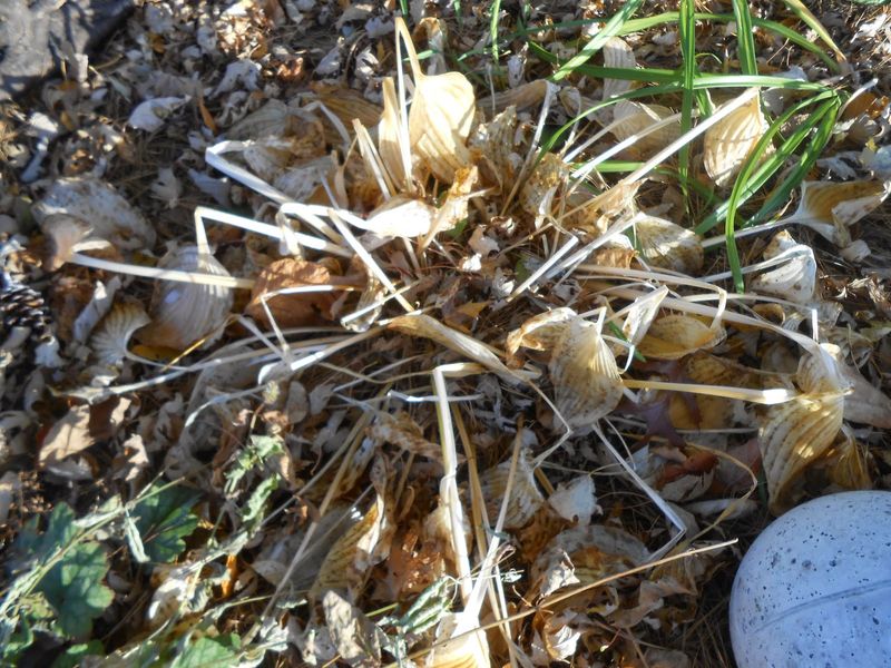 Clearing Debris Cuts Down On Slug Eggs Clearing Debris Cuts Down On Slug Eggs