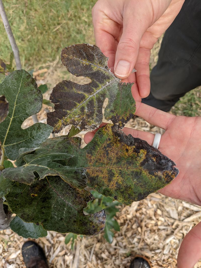 Clearing The Ground Helps Break The Disease Cycle Clearing The Ground Helps Break The Disease Cycle
