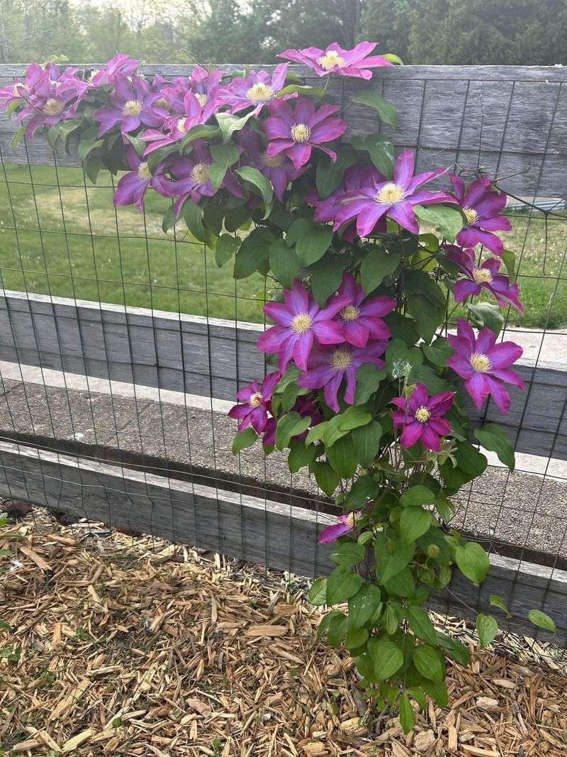 Clematis Climbs With Gentle Tendrils