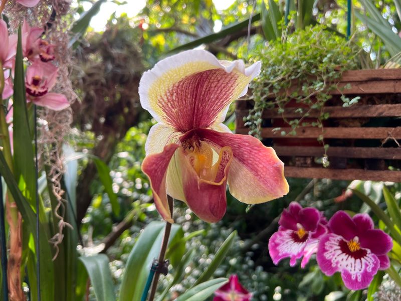 Cleveland Botanical Garden Keeps Tropical Blooms Going