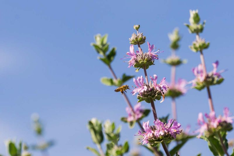 Cleveland Sage Roots In Before Its Big Bloom Cleveland Sage Roots In Before Its Big Bloom