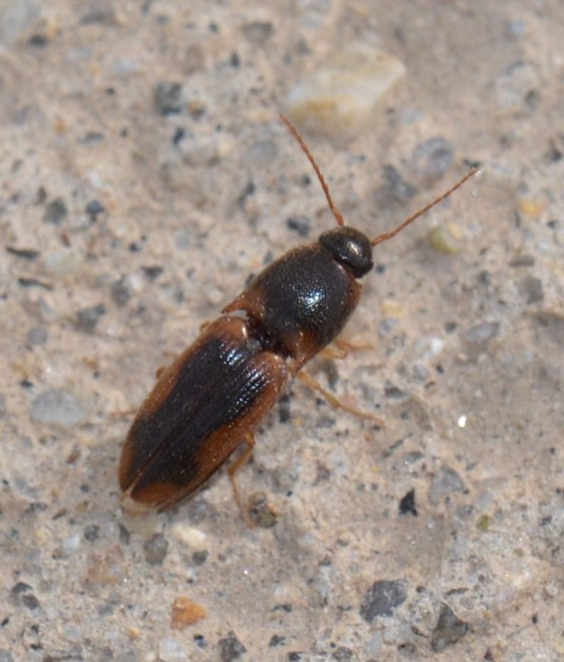 Click Beetles Slip Through Small Home Gaps Click Beetles Slip Through Small Home Gaps