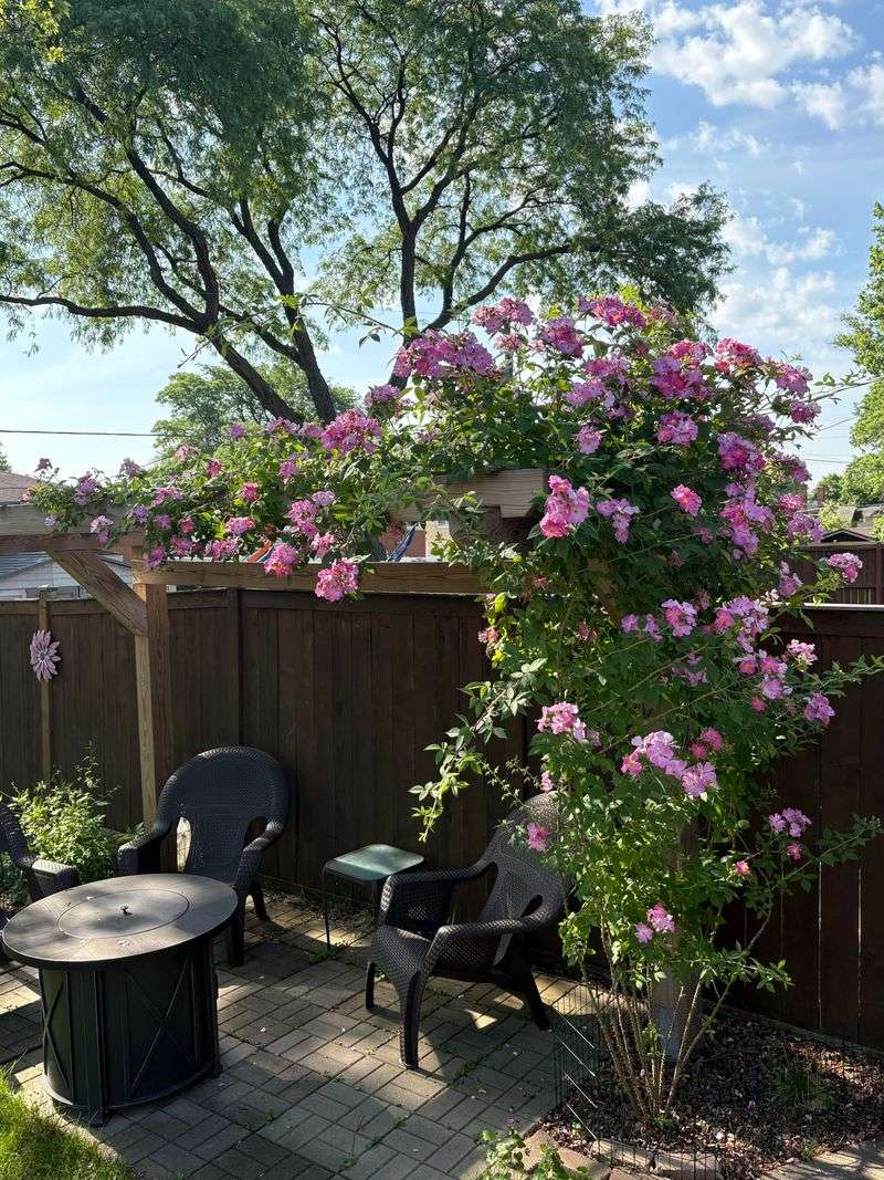 Climbing Rose Leans Rather Than Clings