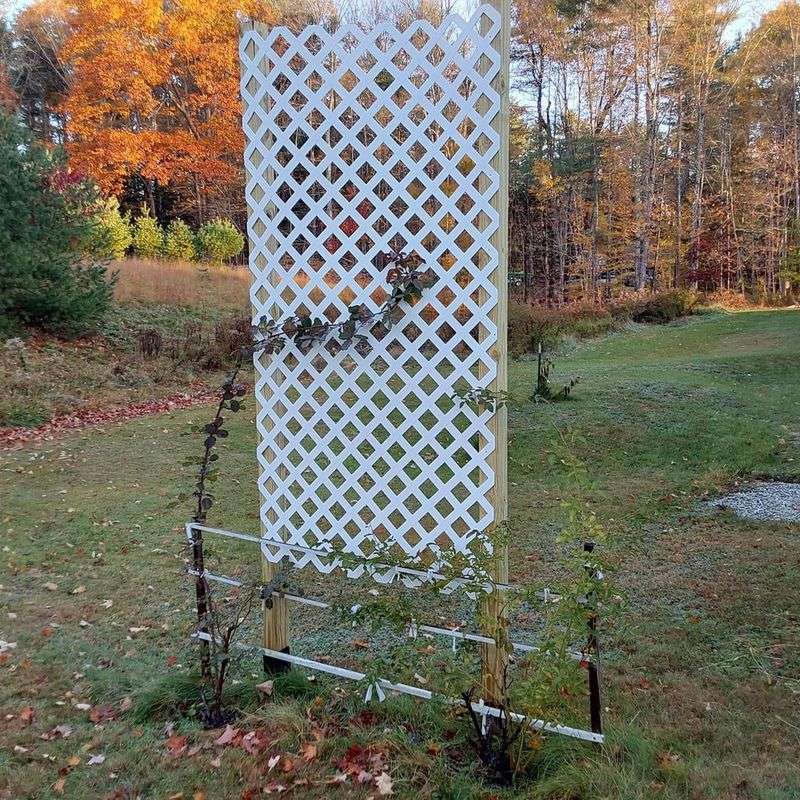 Climbing Roses Need Their Canes Secured Before Winter Climbing Roses Need Their Canes Secured Before Winter