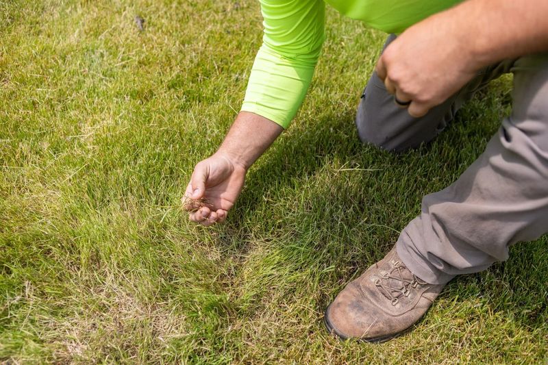 Close Monitoring For Large Patch Disease
