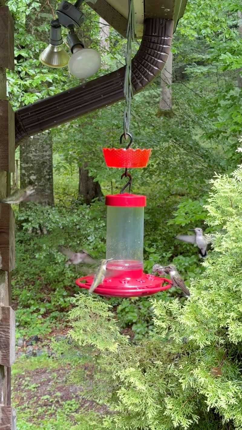 Close To Bird Feeders For Other Birds