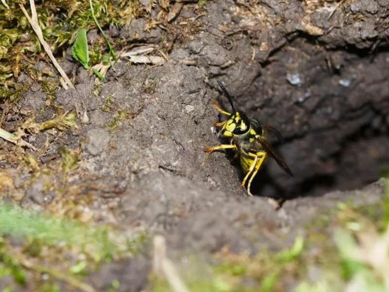 Close Up And Change Nesting Sites Close Up And Change Nesting Sites
