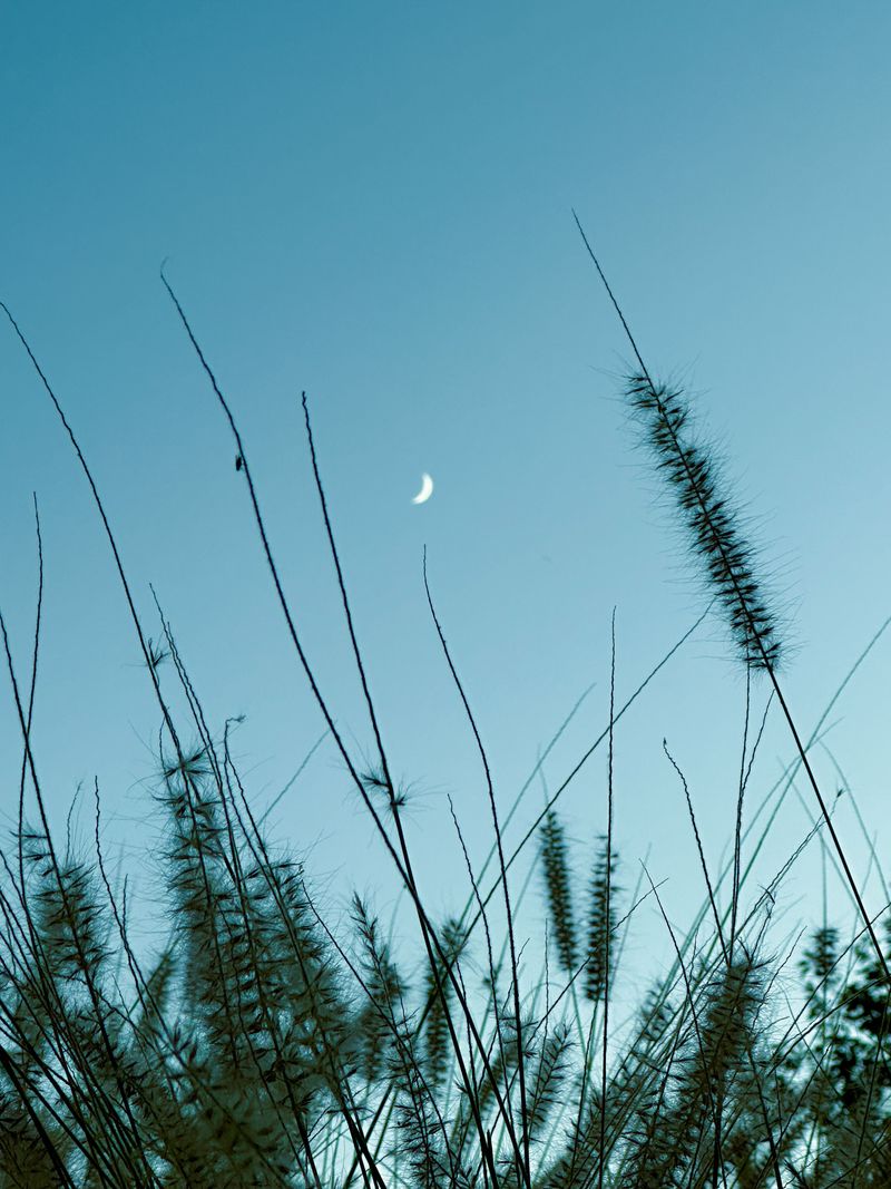 Cloudless Evening Skies Cloudless Evening Skies