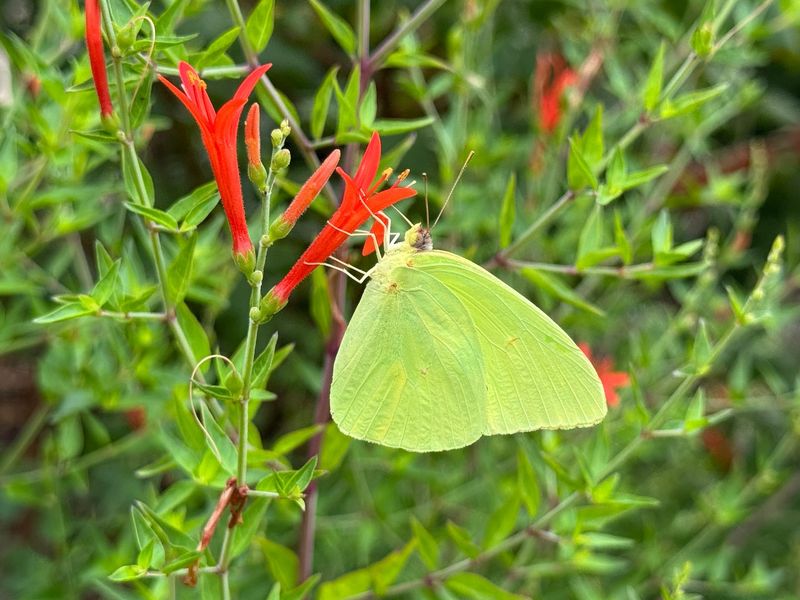 Cloudless Sulphurs Are Behind This Seasonal Movement Cloudless Sulphurs Are Behind This Seasonal Movement