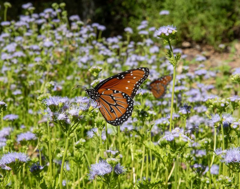 Clouds Of Orange Wings By Late September