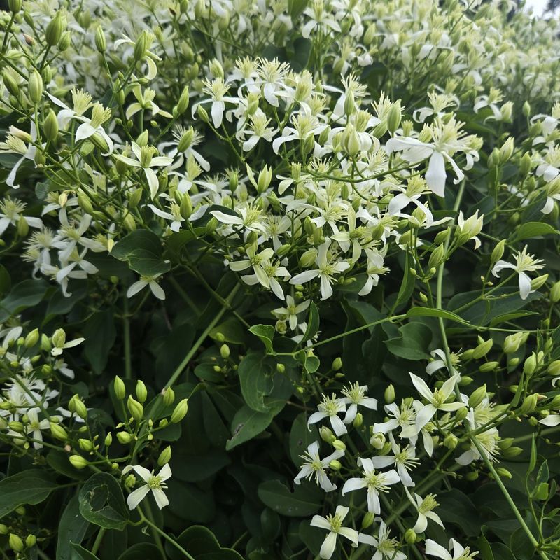 Clouds Of Sweet-Scented White Flowers Clouds Of Sweet-Scented White Flowers
