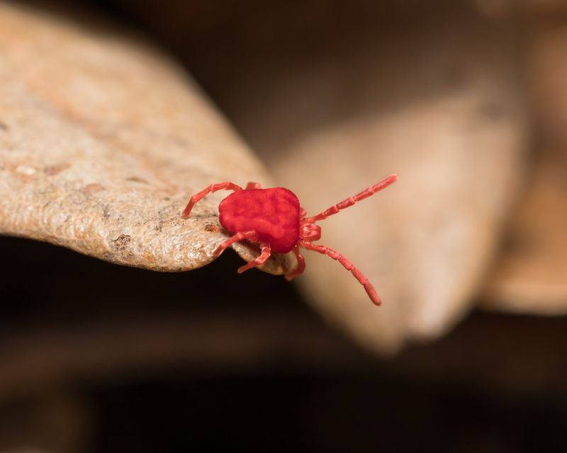 Clover Mites May Be Behind The Sudden Crowd Clover Mites May Be Behind The Sudden Crowd