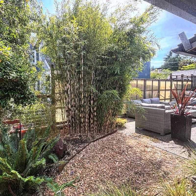 Clumping Bamboo Whispers Privacy Into Tiny Spaces