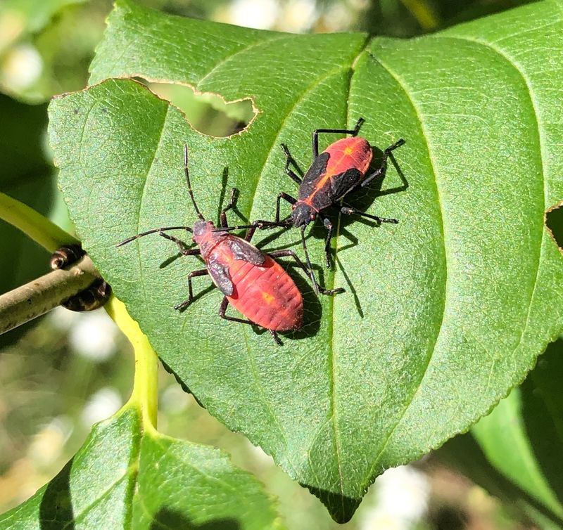 Cluster Flies And Boxelder Bugs Often Join The Party