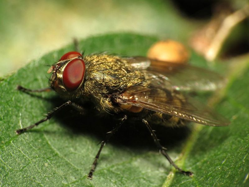 Cluster Flies Cluster Flies