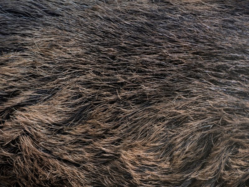 Coarse Grizzled Fur Caught On Fence Wire Coarse Grizzled Fur Caught On Fence Wire